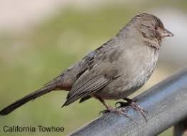 Image result for towhee