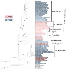 Image result for Sporobolus agrostoides