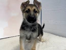 Black german shepherd puppies illinois. German Shepherd Puppies Petland Batavia Il
