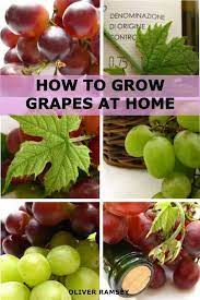 How To Grow Grapes At Home Dummies Guide To Growing Grapes From Seeds And Cuttings Kindle Edition By Oliver R Growing Grapes Growing Wine Grapes Grape Plant