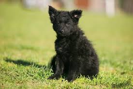 On wuuff all the puppies for sale are raised by experienced breeders who are focused on the three pillars of quality, health and love for their dogs. Researchbreeder Com Find Mudi Puppies For Sale