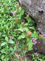 Image result for Coleotrype laurentii