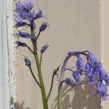 I want flowers in spanish. The Difference Between Spanish And English Bluebells Dengarden
