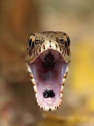 Image result for Dolichopentas