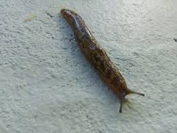 There is a short and long answer to this question and i bet you're dying to know both. Slugs How To Get Rid Of Them