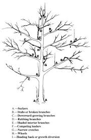 Being an effective team leader means that you're willing to invest in yourself whether that comes in the form of taking a seminar, a leadership training course or finding innovative ways to enhance your skills, it's important to keep on learning. Https Www Uaex Edu Farm Ranch Crops Commercial Horticulture Docs Pruning 20and 20training Pdf