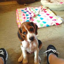 how could you stay mad at this wittle thing beagle buddies baby beagle beagle