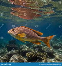 Shallow Waters Illustrations & Vectors