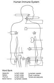 35 5th Human Body Ideas Human Body Systems Teaching Science Homeschool Science