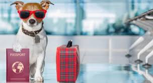 Petsmart offers quality products and accessories for a healthier, happier pet. Pet Relocation Guide How To Bring Your Pet To Dubai Mybayut