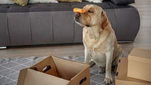 5 Fun Dog Activities For A Rainy Day Dogtime
