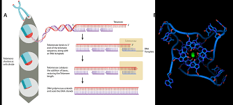 Chapter 9 Dna Replication Chemistry