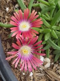 Image result for Delosperma spp.