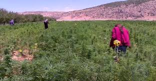 القنب الهندي في لبنان - ويكيبيديا