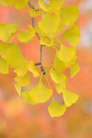 When the tree runs out of nutrients its older leaves may become yellow. Yellow Fall Foliage Learn About Trees With Yellow Fall Leaves
