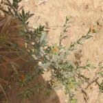 Image result for Indigofera pulchra