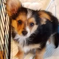 1:28 doggies training 2 301 просмотр. Sacramento Ca Yorkie Yorkshire Terrier Meet Beast Adopted A Pet For Adoption