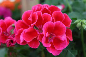 Geranium Calliope Crimson Flame Geraniums Mosquito Repelling Plants Geranium Plant