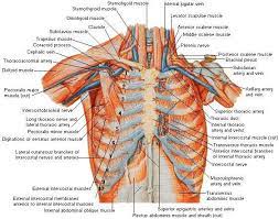 In this article we will focus on: Anterior Thoracic Wall Cont 119 Download Scientific Diagram