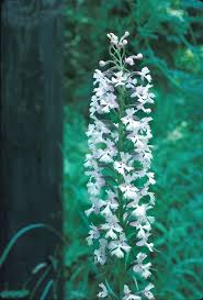 Image result for Platanthera psycodes