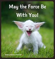 Pin By Jeanne Michelle On Hamburg Veterinary Clinic Funny Animal Pictures Cats Funny Cat Pictures