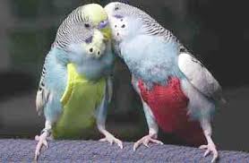 Budgies Are Awesome Flight Suits Part One Budgies Parakeet Animals