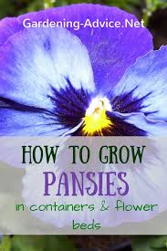 Check spelling or type a new query. Pretty Pansy Flowers How To Grow Pansies