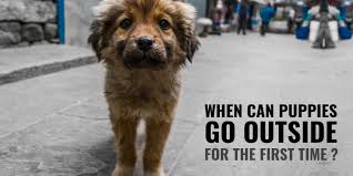 Why routine puppy shots shouldn't be routine. When Can Puppies Go Outside For The First Time