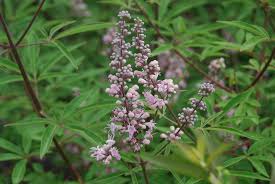 Image result for Vitex amaniensis
