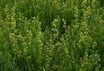 Image result for Galium chloroionanthum