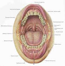 Mouth Teeth Diagram With Label Teeth Diagram Mouth Anatomy Human Mouth