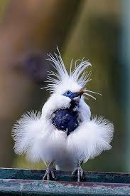 Bali Mynah Bali Mynah Beautiful Birds Funny Birds Colorful Birds