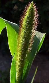 Image result for Setaria italica