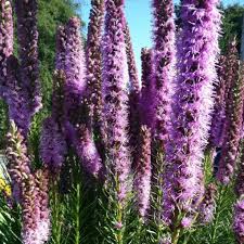 Image result for Tetragonia spicata