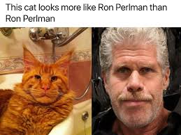 I want a Maine coon because they look like Ron Perlman : r/mainecoons