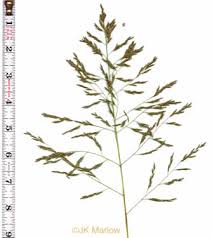 Image result for Eragrostis chapelieri
