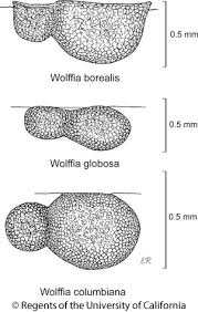 Image result for Wolffia