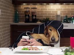 Check spelling or type a new query. New Boredom Trend Dogs With Human Hands I Can Has Cheezburger