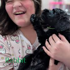 Kvali Standard Poodles added a...