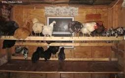 5 Tips for a Cleaner Coop with Less Effort | The Chicken Chick®
