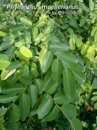 Image result for Phyllanthus muellerianus
