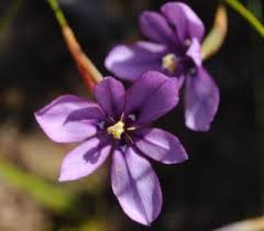 Image result for Moraea elliotii