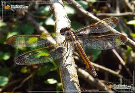 Black And Yellow Dragonfly With Long Tail Yellow Sided Skimmer