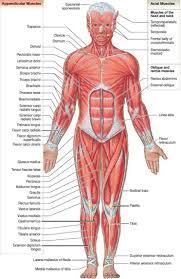 The groin or adductor muscles attach to the pubis and run down the inside of the thigh. Groin Muscles Diagram Koibana Info Muscle Diagram Human Muscle Anatomy Muscular System