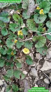 Image result for Merremia palmata