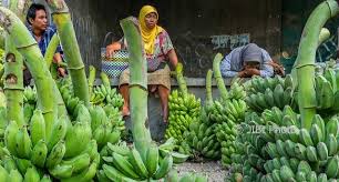 Agar pertumbuhan pohon pisang lebih cepat dan berbuah maksimal salah satunya yang harus dilakukan adalah dengan menggunakan pupuk pisang organik cair gdm spesialis. Foto Pasar Tradisional Pisang Di Demak