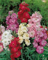 Stock Flowers Tables Flores Jardinagem Jardim