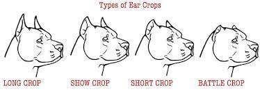Prevent your puppy from scratching recently cropped ears by supervising your puppy, banding back paws or, in some cases, using a cone. Cropping Your Dog S Ears The Ultimate Guide