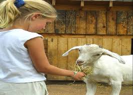 Petting zoo for birthday parties. Petting Zoo Parties And Rentals Ny Nyc Nj Ct Long Island