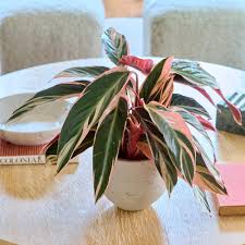 Image result for stromanthe